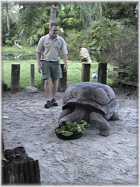 ALDABRA TORTOISE 0130